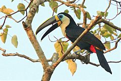 Channel-billed Toucan